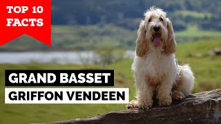 Grand Basset Griffon Vendeen  Top 10 Facts [upl. by Emilio774]