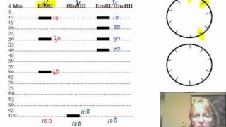 How to Construct a Plasmid Mapmp4 [upl. by Ailelc]