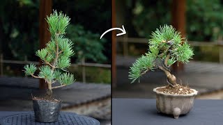 Creating a Pine Bonsai [upl. by Agem68]