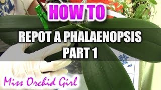 How to repot a Phalaenopsis Orchid Part 1 [upl. by Celine238]