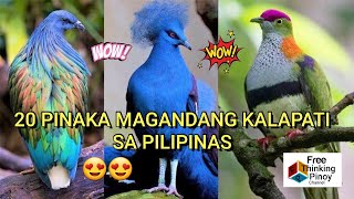 Best Pigeon Breed in the Philippines  IBAT IBANG LAHI NG KALAPATI  Most Endangered Birds [upl. by Nollahs]