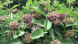 Learn to Grow Common milkweed [upl. by Yetac571]