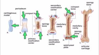 6 Ossification [upl. by Narcissus715]