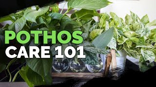 Pothos Care 101 Is This the Easiest Houseplant to Care For [upl. by Einahteb]