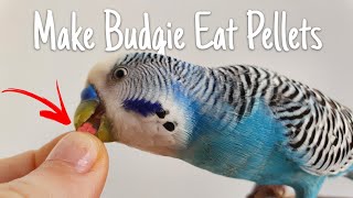 How to Make Your Budgie Eat Pellets [upl. by Sillad]