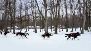 Dog Sledding  A Pure Michigan Winter [upl. by Fita]