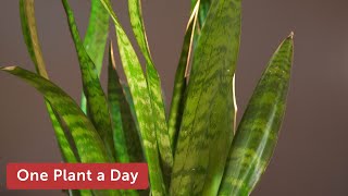 Dracaena Sansevieria trifasciata Snake Plant Houseplant Care — 10 of 365 [upl. by Adilem288]