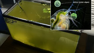 Raising Daphnia for the Freshwater Aquarium [upl. by Folly299]