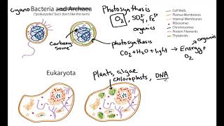 Photosynthetic Cell Structure Cyanobacteria and Algae geobiology [upl. by Lennard]