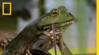 Bullfrogs Eat Everything  National Geographic [upl. by Ehctav]