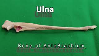 Ulna of Dog  Veterinary Anatomy  Dog Forelimb [upl. by Nnairac]