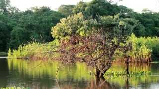 Pantanal [upl. by Elmira]