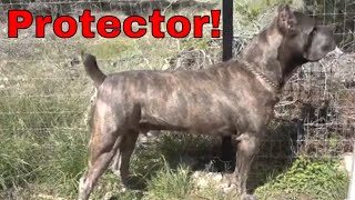 CANE CORSO Guards Property LOUD BARK [upl. by Innis968]