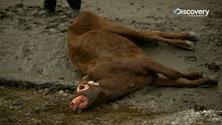 The Unexplained Files  Cattle Mutilation [upl. by Nnybor]