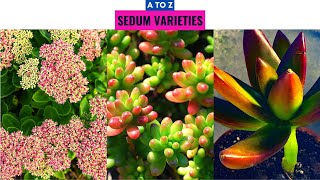 Sedum Varieties A to Z [upl. by Nyvar]