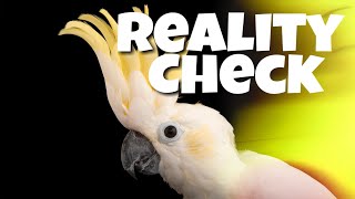 Warning The Truth About Cockatoos [upl. by Nnyloj]