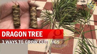 3 Ways to Grow Dracaena Plant From Cuttings  How to Propagate Dracaena Tree  Dragon Tree [upl. by Berners]