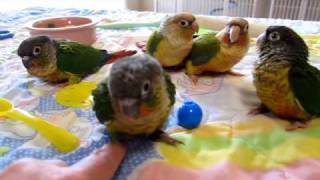 68 week old Green Cheek Conure Babies [upl. by Finbur]