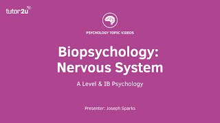 Biopsychology Nervous System Explained [upl. by Cyrilla]