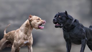 Cane Corso VS Pitbull  Highlights 101 [upl. by Eilerua]