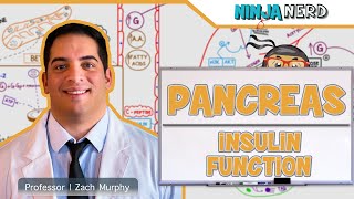 Endocrinology  Pancreas Insulin Function [upl. by Jovia]