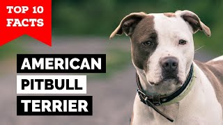 American Pitbull Terrier  Top 10 Facts [upl. by Annayoj]