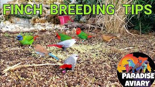 How To Breed Finches [upl. by Yelha]