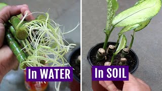 2 Simplest Ideas to Grow Dieffenbachia from Cuttings in Soil amp Water [upl. by Anoj976]