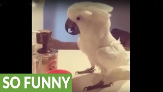 Cockatoo shows off impressive dance moves [upl. by Anelam]