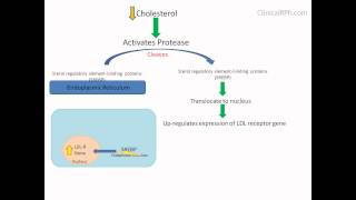 How Drugs Make Sense HMGCoA Reductase Inhibitors [upl. by Anertak60]