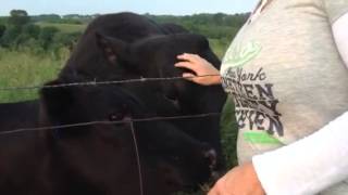 Bull gets excited by being petted [upl. by Gussie]