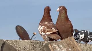 Meulemans Pigeons [upl. by Somisareg983]