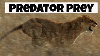 Predator Prey Interactions  Basic Ecology [upl. by Lartnom270]