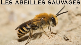 Les abeilles sauvages [upl. by Edouard]