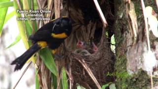 ENDEMIC BIRDS OF PUERTO RICO  AVES ENDEMICAS DE PUERTO RICO [upl. by Siocnarf161]