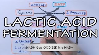 Lactic Acid Fermentation  Detailed [upl. by Ardnwahs]