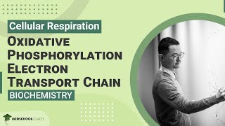 Oxidative Phosphorylation Electron Transport Chain [upl. by Hedvig928]