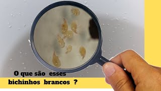 O que são esses bichinhos brancos [upl. by Analeh417]