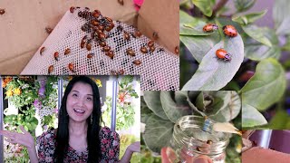 Part 2 I Released 1500 Ladybugs Inside My House  Update [upl. by Tarrant495]