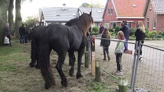 PAARDENMARKT ZUIDLAREN 2019 [upl. by Tegirb]