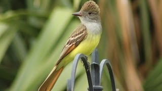 Great Crested Flycatcher Calls  Up Close [upl. by Duky]