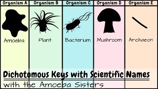 Dichotomous Keys Identification Achievement Unlocked [upl. by Awjan]