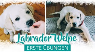 Training mit Labrador Welpe  Erziehung Deckentraining  Beißhemmung  Ruhe üben  WELPENERZIEHUNG [upl. by Irafat]