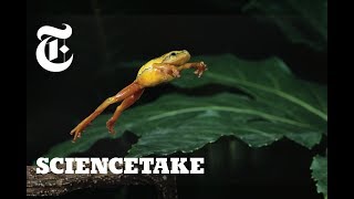 How Frogs Got Their Vertical Leap  ScienceTake [upl. by Leipzig]