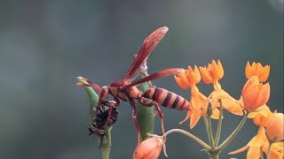 Executioner Wasp tore caterpillar into 2 parts  OIM Original [upl. by Gosnell]