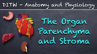 DITW  The Parenchyma and Stroma [upl. by Tabina]