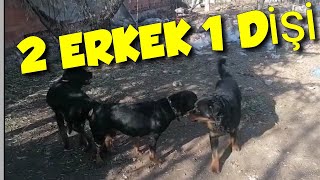 Rottweiler köpek çiftleşmesi  Hayvan Çiftleşmesi [upl. by Mackoff827]