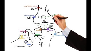 Pharmacology  ANTIEPILEPTIC DRUGS MADE EASY [upl. by Nared]