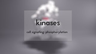 Cell signalling kinases amp phosphorylation [upl. by Cychosz]