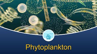 Marine Biology at Home 4 Phytoplankton [upl. by Nolham]